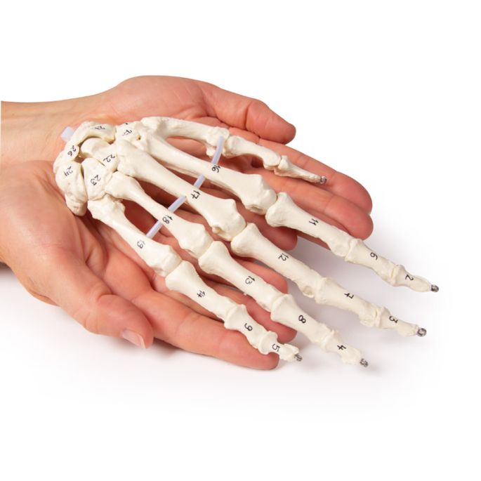 Skelet van de hand met botnummering