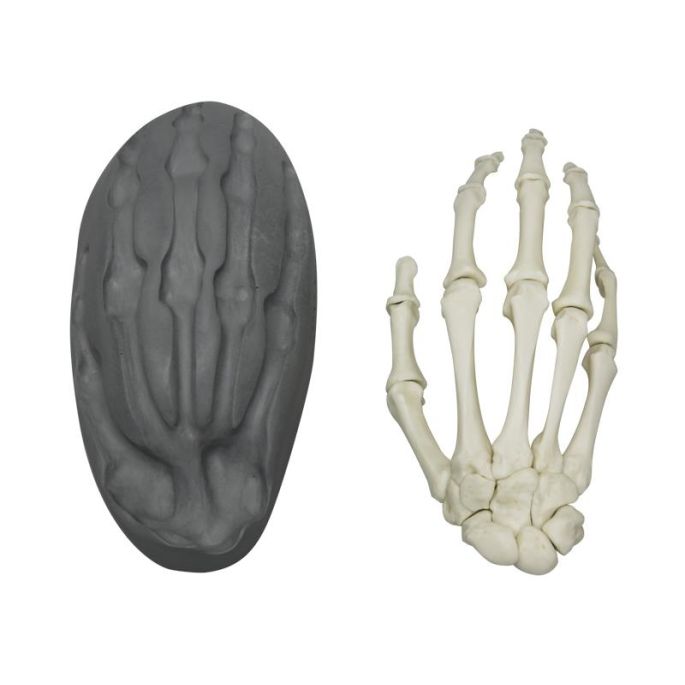 Menselijke magnetische hand, rechts