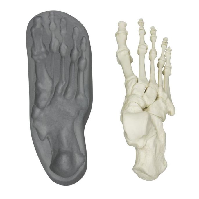 Menselijke magnetische voet, rechts