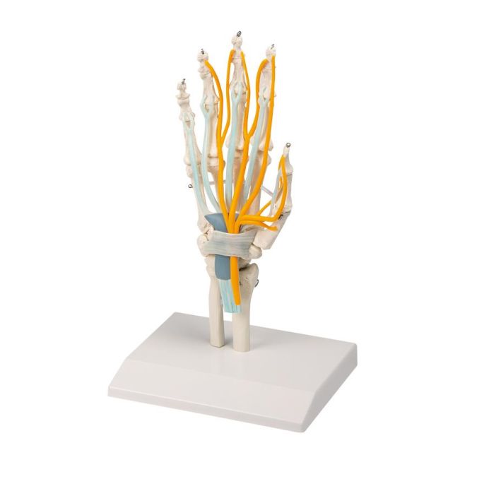 Hand met pezen, zenuwen en carpale tunnel