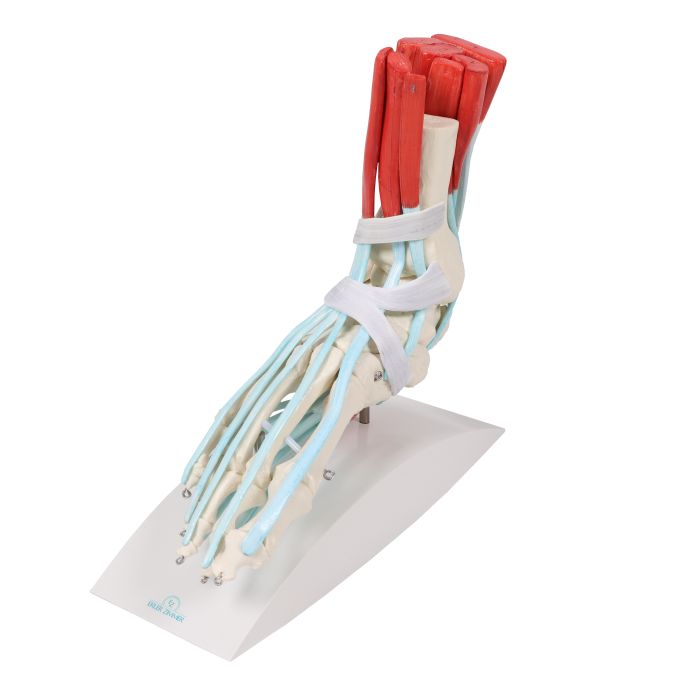 Voetskelet met ligamenten - afbeelding 2