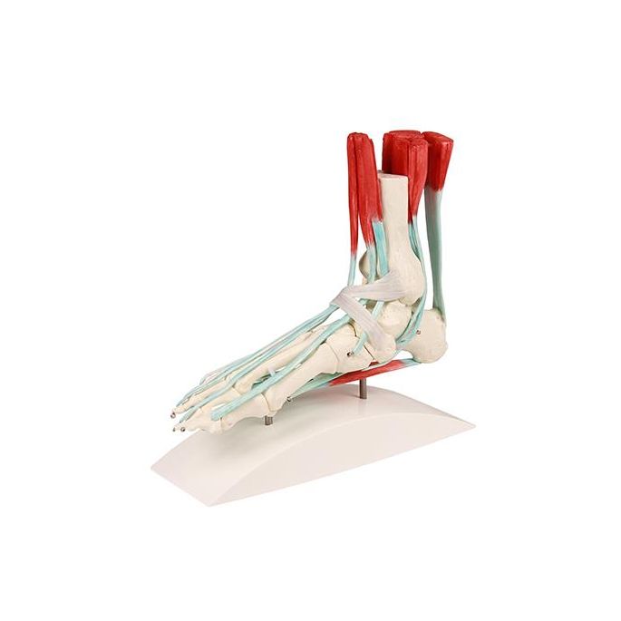 Voetskelet met ligamenten