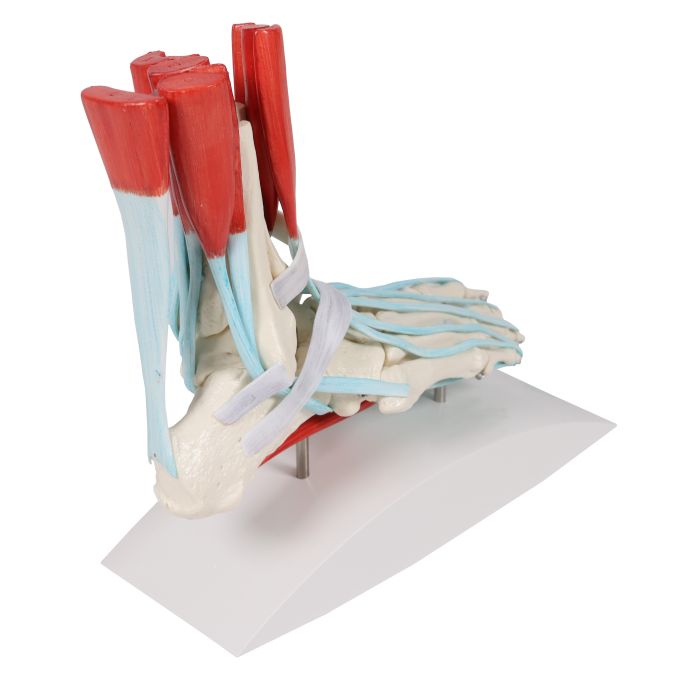 Voetskelet met ligamenten - afbeelding 3