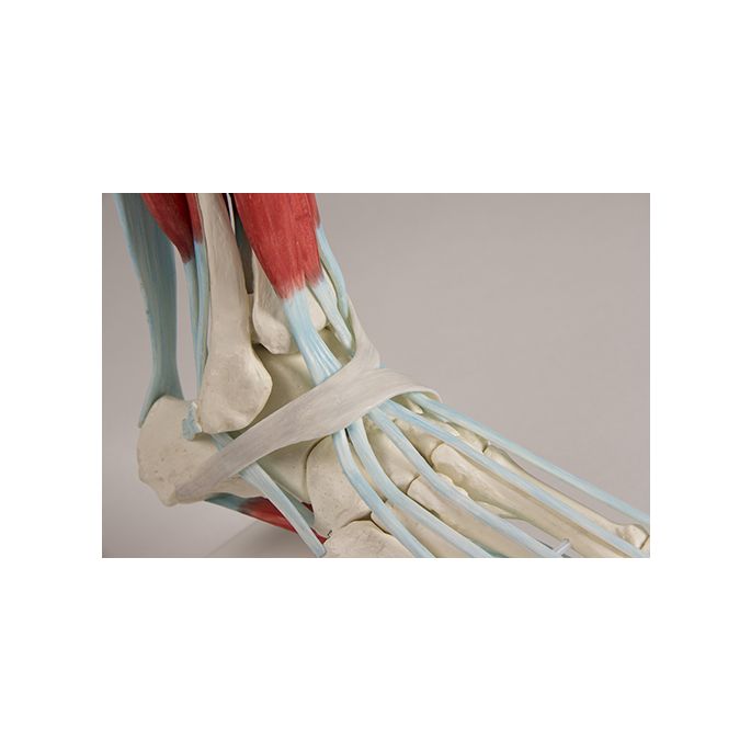 Voetskelet met ligamenten