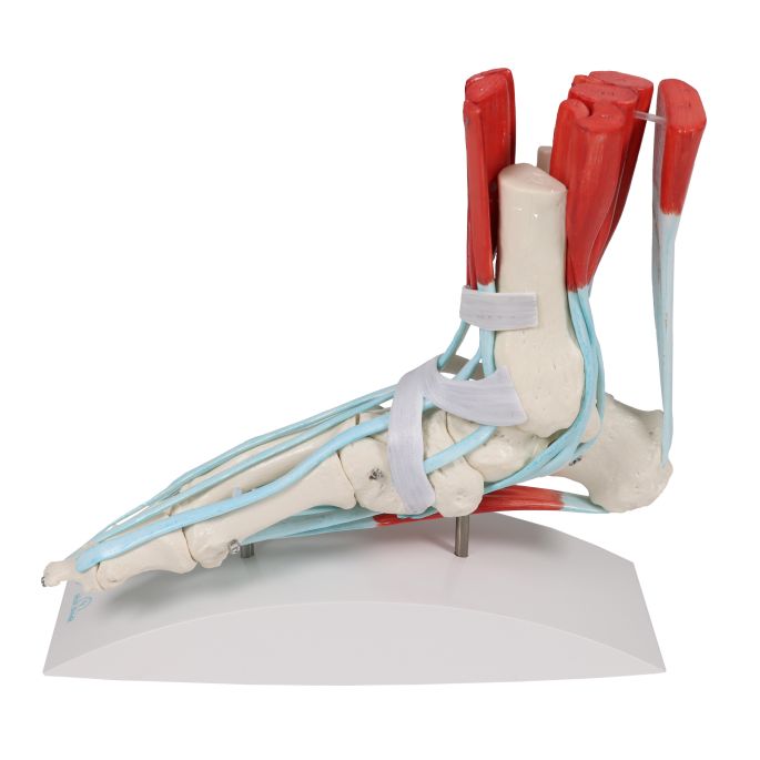 Voetskelet met ligamenten - afbeelding 4