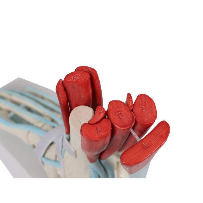 Voetskelet met ligamenten - afbeelding 5