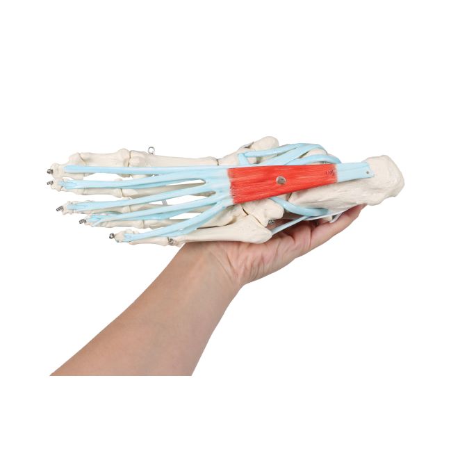 Voetskelet met ligamenten - afbeelding 6