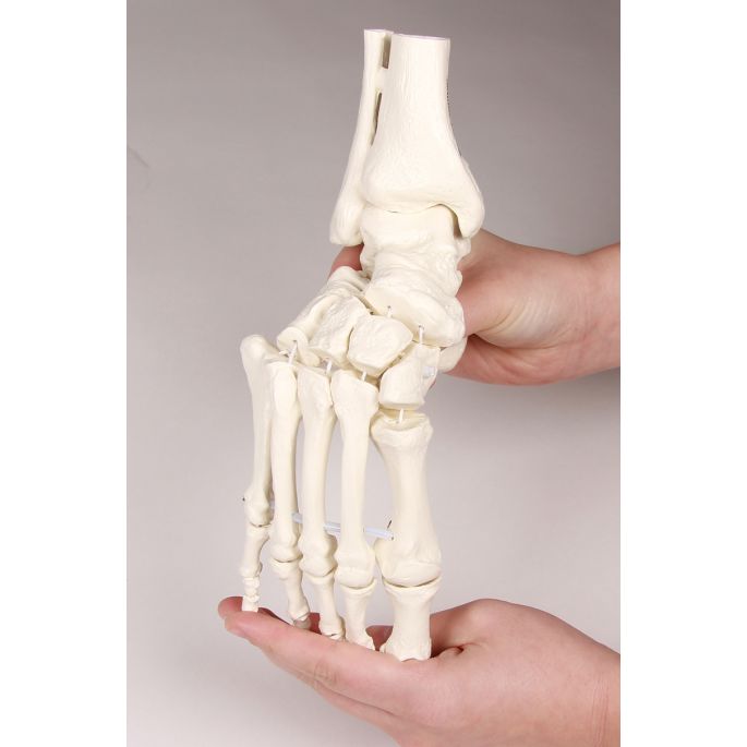 Voetskelet met tibia- en fibula-insertie, flexibel