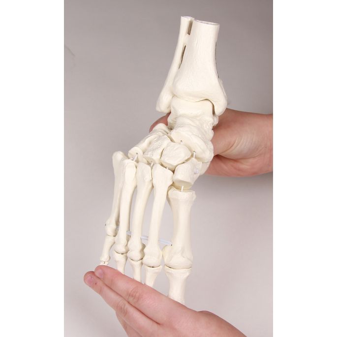 Voetskelet met tibia- en fibula-insertie, flexibel