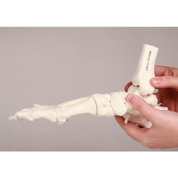 Voetskelet met tibia- en fibula-insertie, flexibel