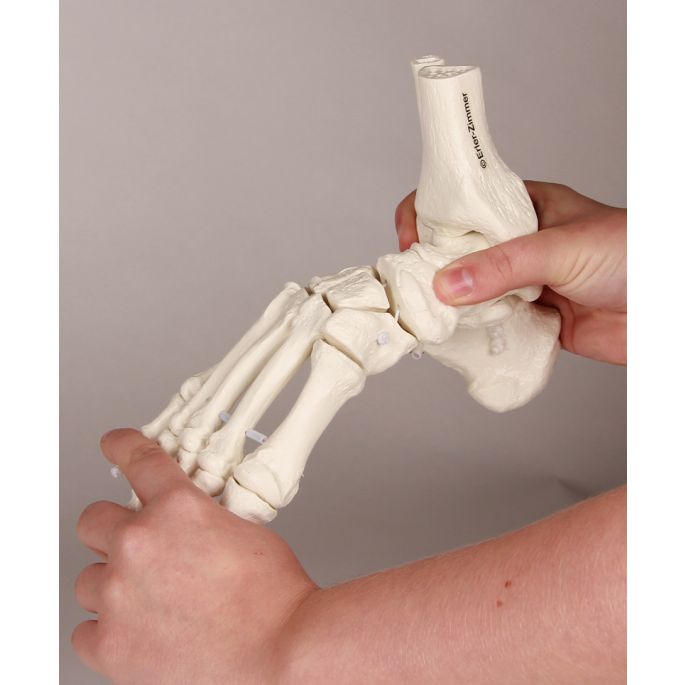 Voetskelet met tibia- en fibula-insertie, flexibel