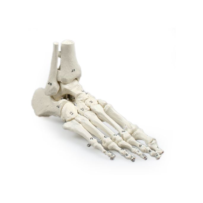 Voetskelet flexibel + enkel