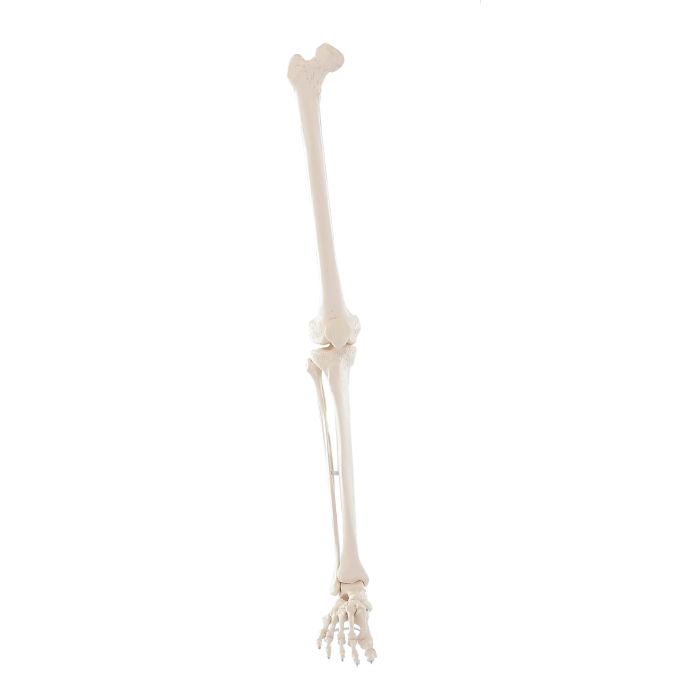 Beenskelet (femur