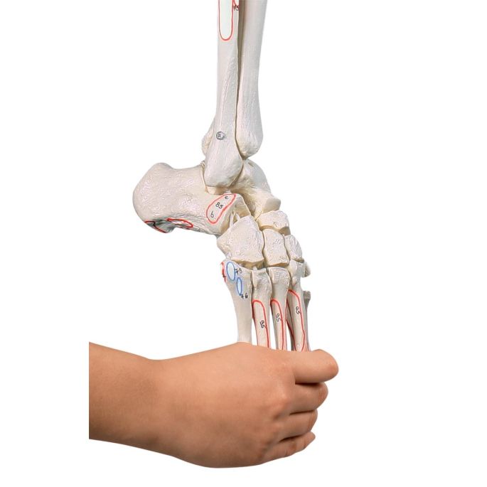 Beenskelet met half bekken, flexibele voet/spiermarkeringen