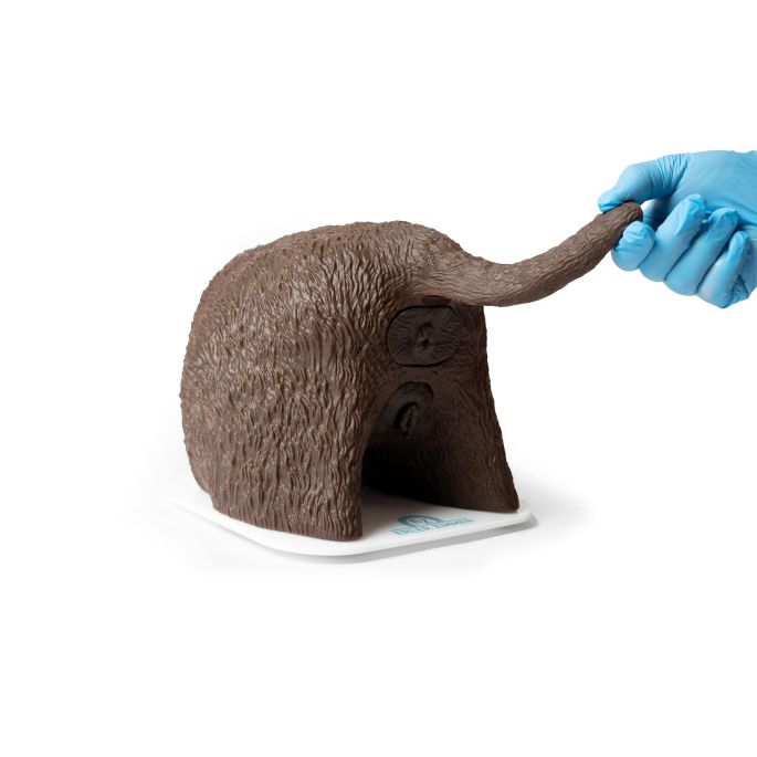 Cathy katheterisatiesimulator voor de teef