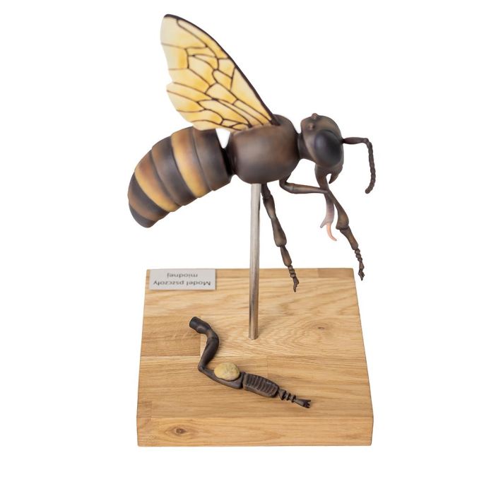 Model werkbij (Apis mellifera), 25x vergroot, 3-delig