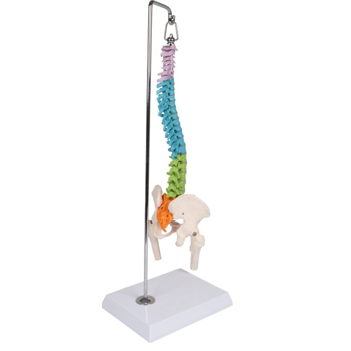 Flexibele miniatuurruggengraat, didactisch