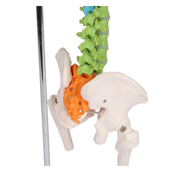 Flexibele miniatuurruggengraat, didactisch