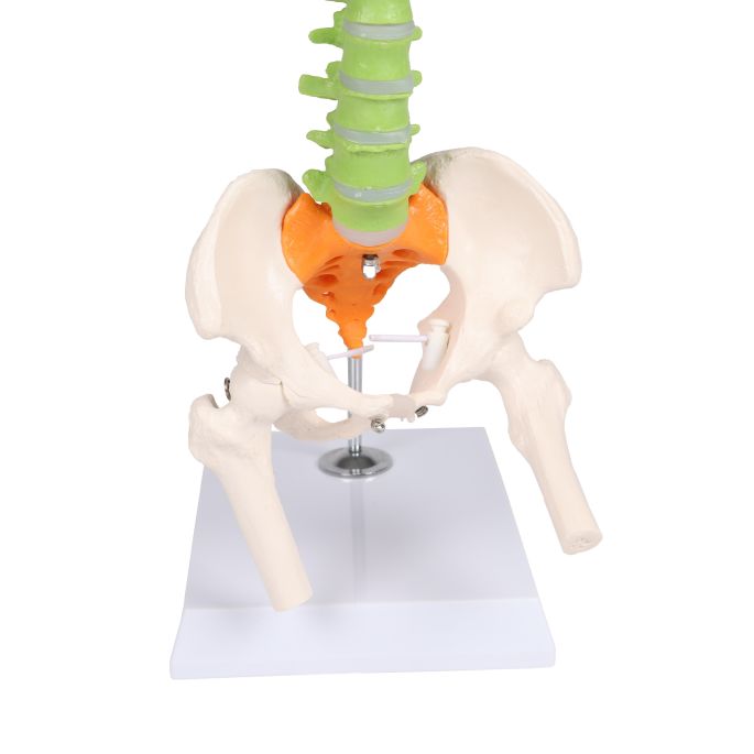 Flexibele miniatuurruggengraat, didactisch