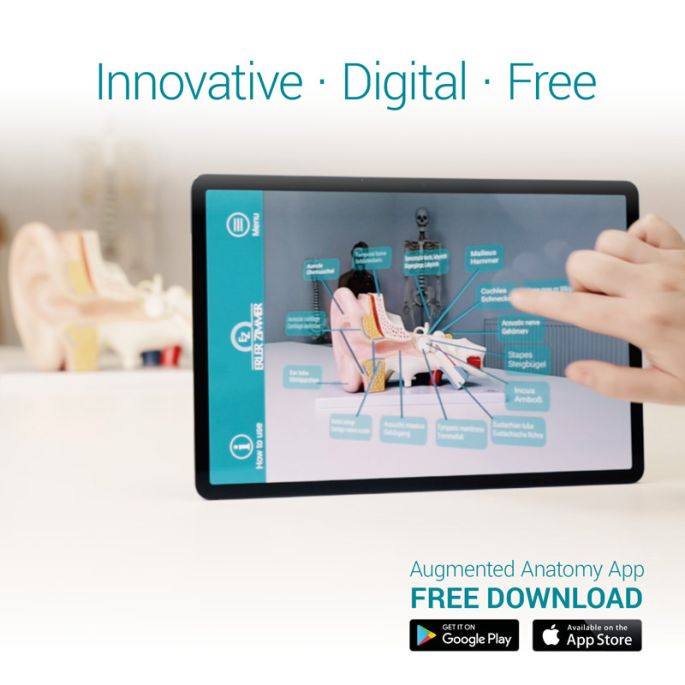 Hoofdmodel, 4 delen - EZ Augmented Anatomy
