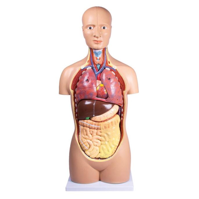 Seksloze torso, 12 delen