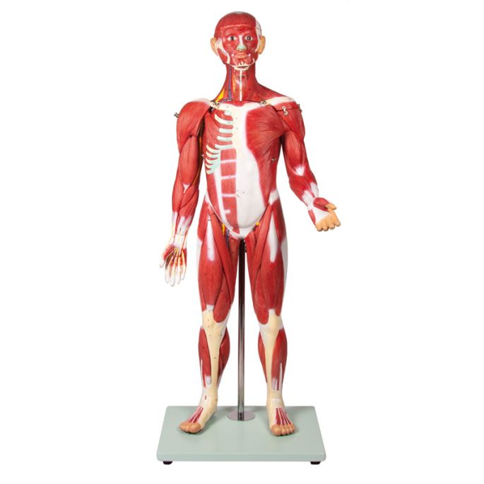 Gespierd figuur, 30 delen, 85 cm