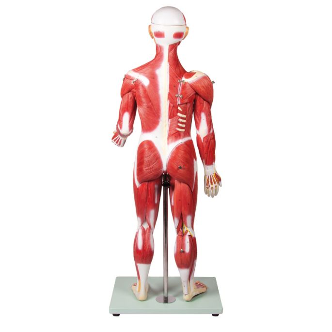 Gespierd figuur, 30 delen, 85 cm
