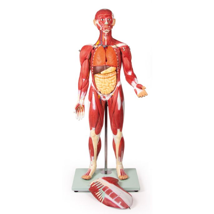 Gespierd figuur, 30 delen, 85 cm