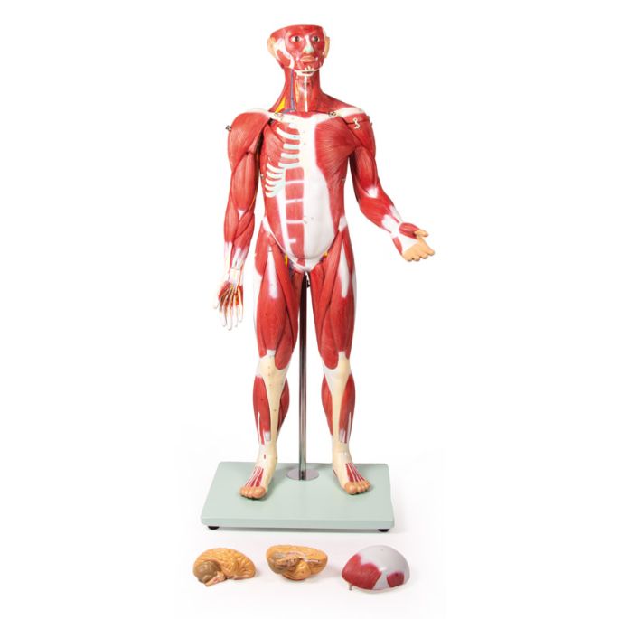 Gespierd figuur, 30 delen, 85 cm
