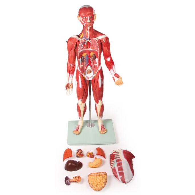 Gespierd figuur, 30 delen, 85 cm