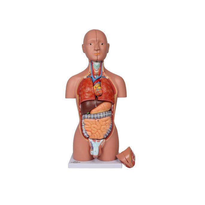 Miniatuur torso, 16-delig, dubbel geslacht