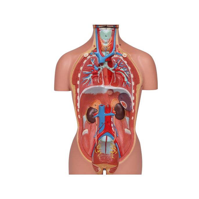 Miniatuur torso, 16-delig, dubbel geslacht