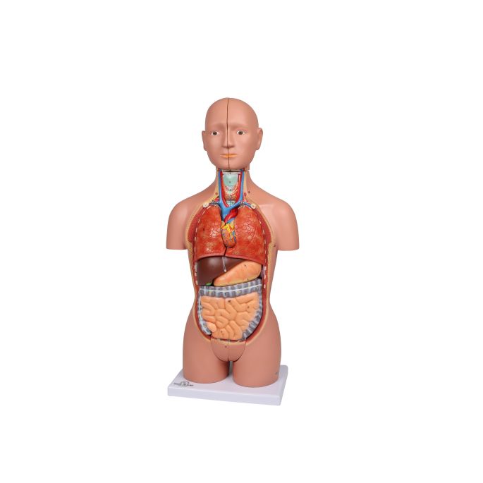 Miniatuur torso, 16-delig, dubbel geslacht