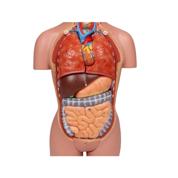 Miniatuur torso, 16-delig, dubbel geslacht
