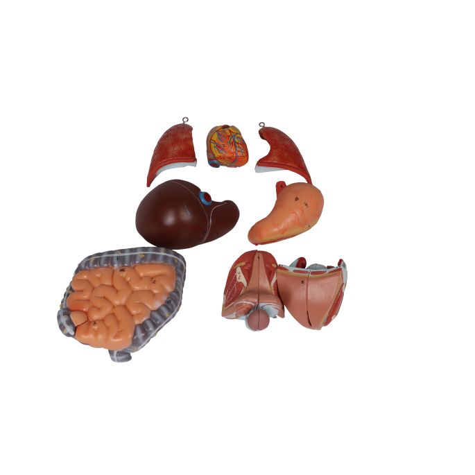 Miniatuur torso, 16-delig, dubbel geslacht