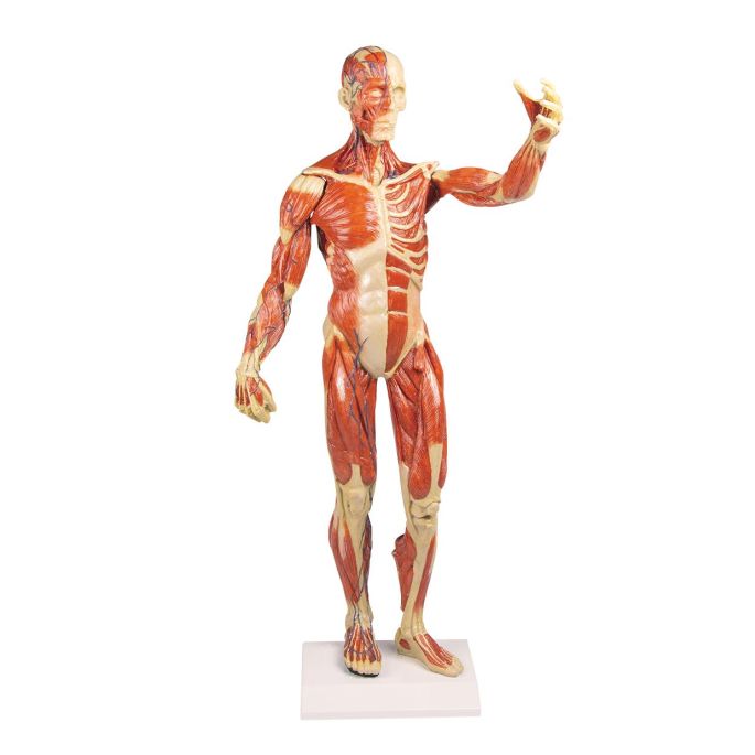 Gespierd figuur, 1/3 levensgroot