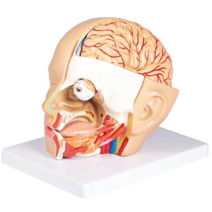 Hoofdmodel, 4 delen - EZ Augmented Anatomy
