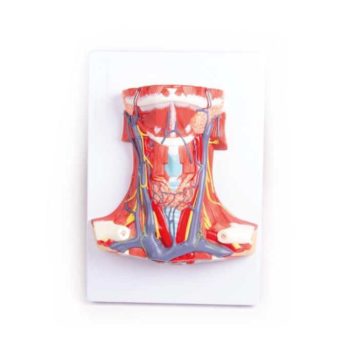 Anatomie van de nek