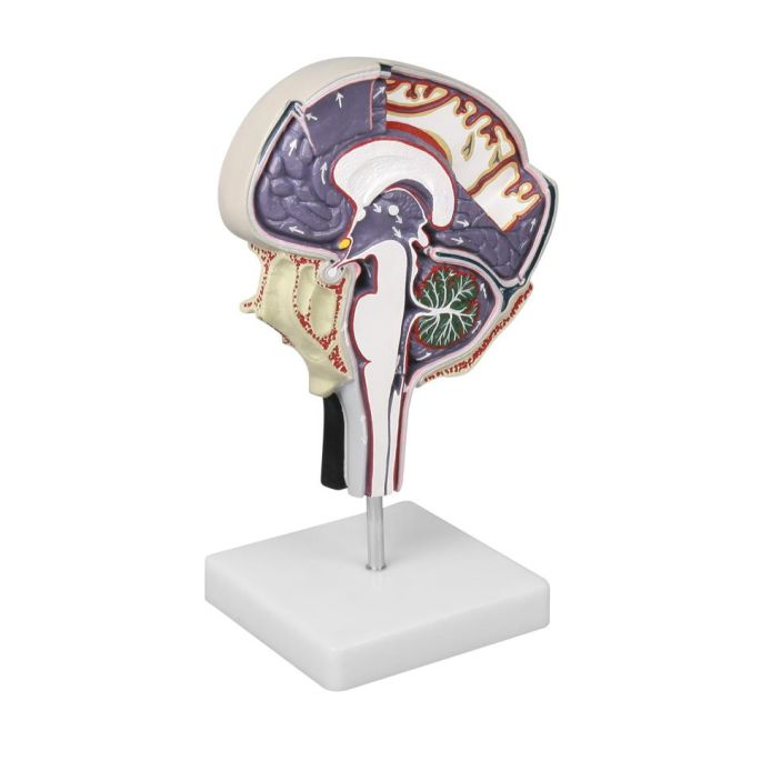 Cerebrospinale vloeistofcirculatie