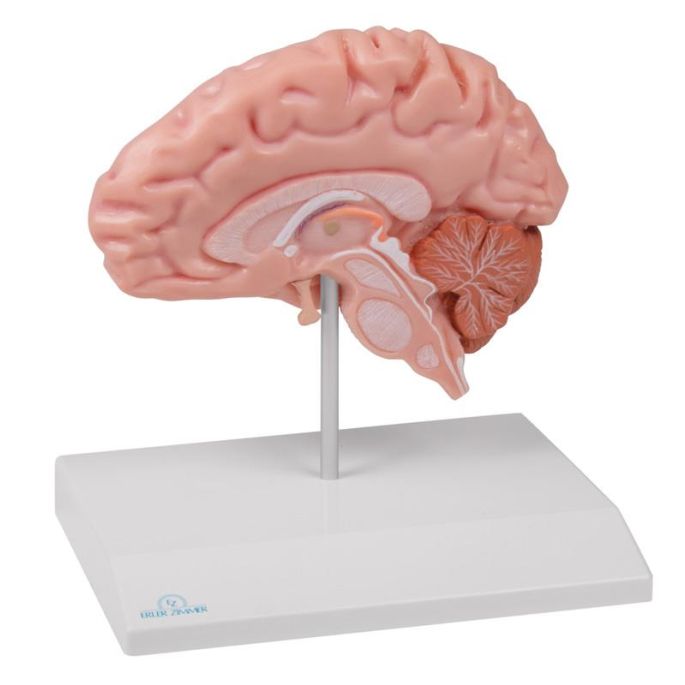 Anatomische hersenhelft, levensgroot - EZ Augmented Anatomy