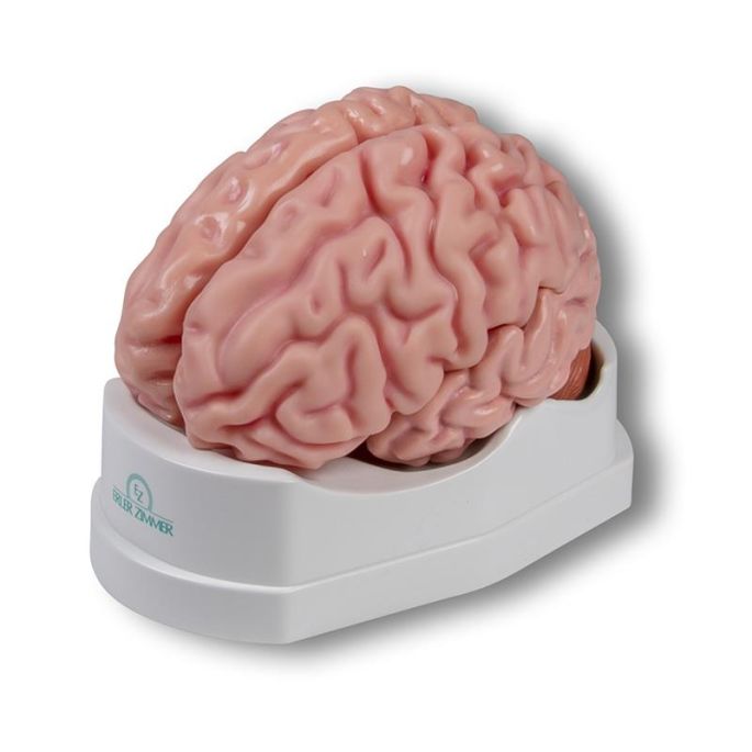 Anatomisch hersenmodel, levensgroot, 5 delen