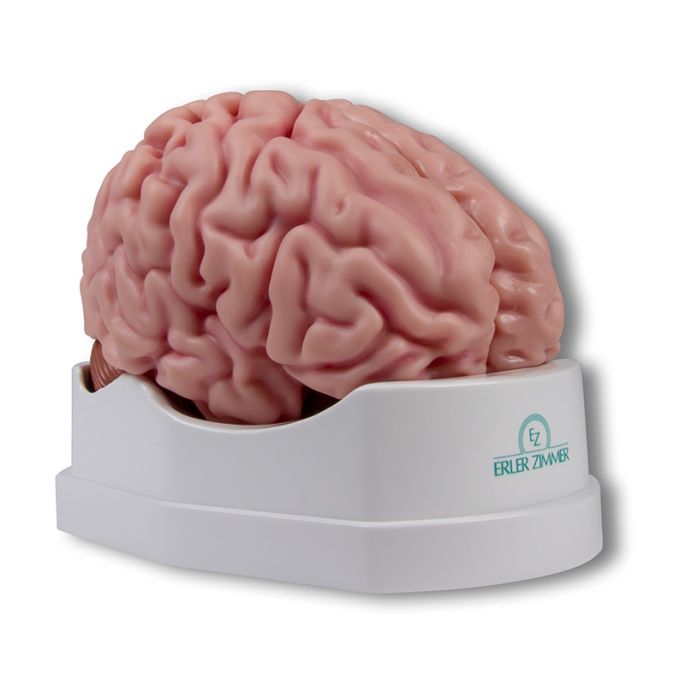 Anatomisch hersenmodel, levensgroot, 5 delen