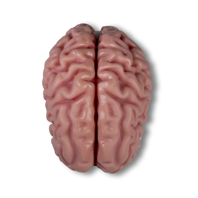 Anatomisch hersenmodel, levensgroot, 5 delen