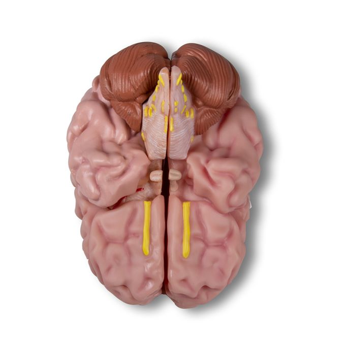 Anatomisch hersenmodel, levensgroot, 5 delen