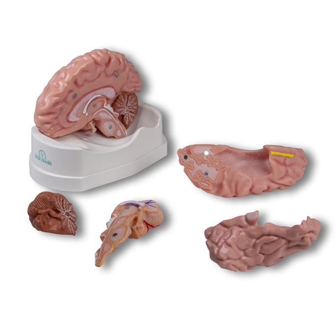 Anatomisch hersenmodel, levensgroot, 5 delen
