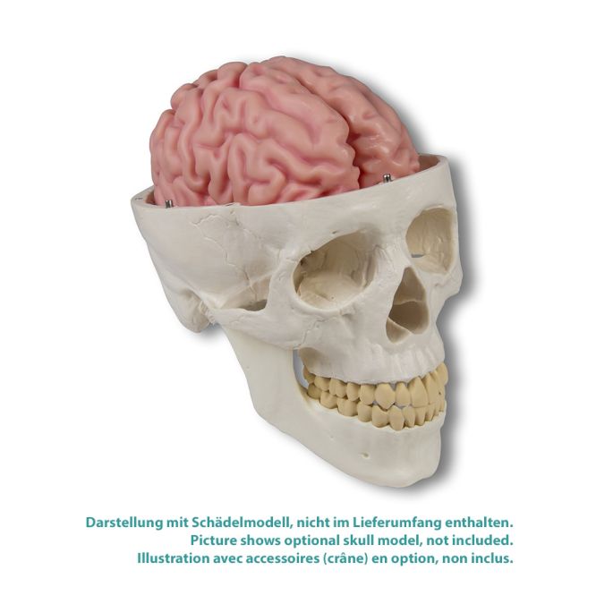 Anatomisch hersenmodel, levensgroot, 5 delen