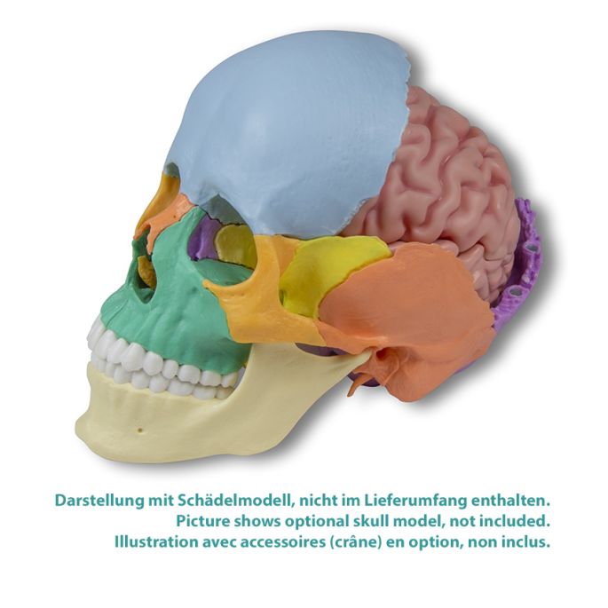 Anatomisch hersenmodel, levensgroot, 5 delen