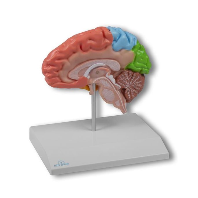 Regionale hersenhelft, levensgroot - EZ Augmented Anatomy