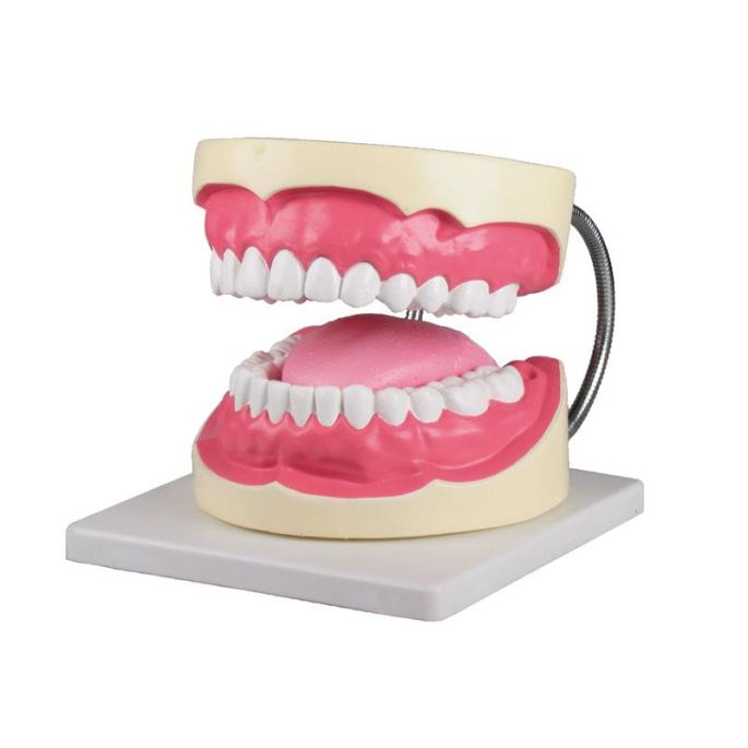 Mondhygiënemodel 3 keer levensgroot