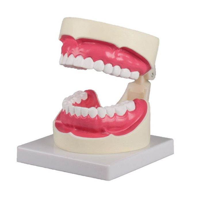 Mondhygiënemodel 1,5 keer levensgroot